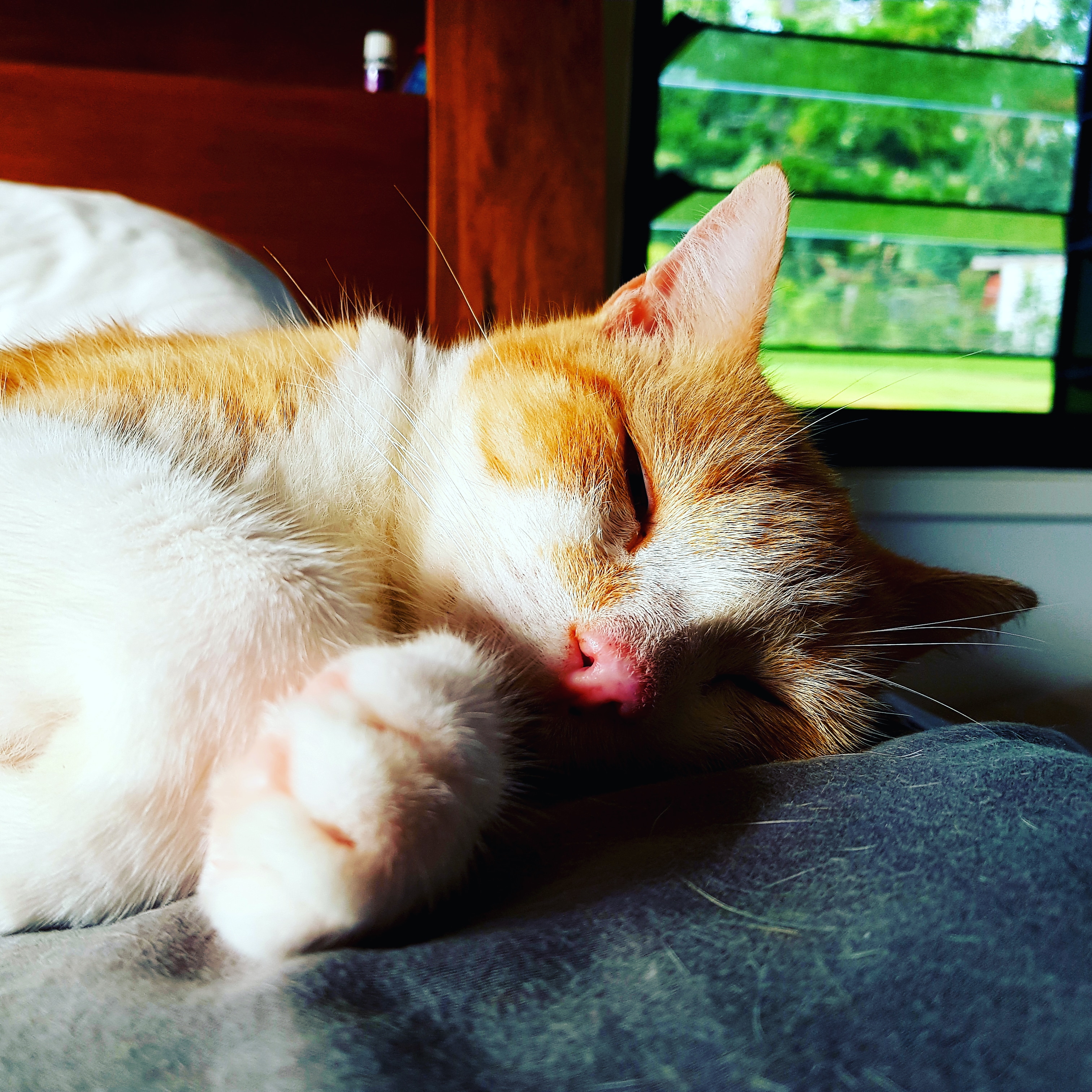 edge RSPCA ADOPT A PET!